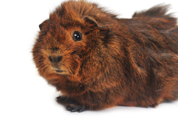 brown guinea pig