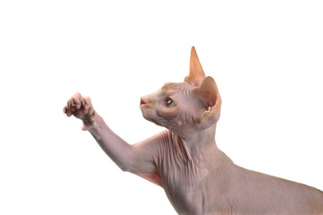 bald cat