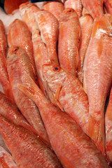 Poissons rouget