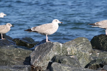 A seagull resting on a rock at the beach