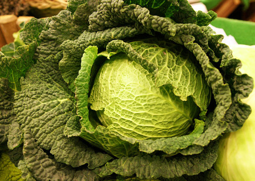 Chou vert fris&eacute;