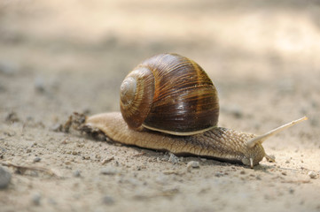 Schnecke