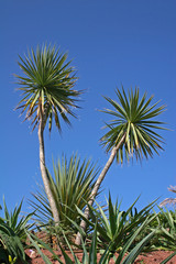 palm tree