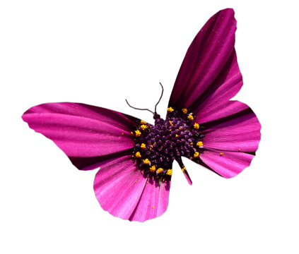 grace