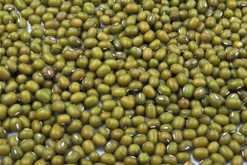 organic mung beans are good for salad