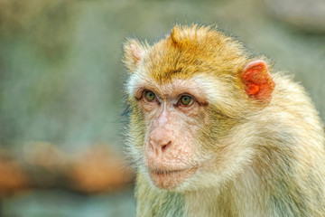 Portrait of monkey