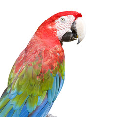 parrot