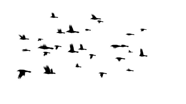 Crows Flying in a Flock