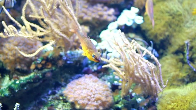 pesce acquario