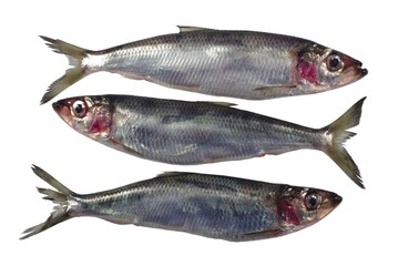 three fresh herrings