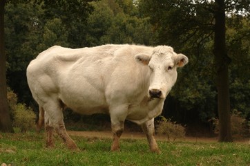 Charolais musclé
