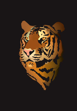 Head of a tiger, vector