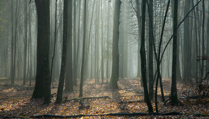 Beams of ligth entering autumnal forest