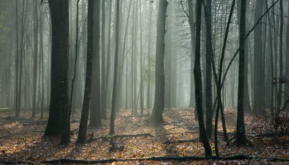  Beams of ligth entering autumnal forest © Aleksander Bolbot