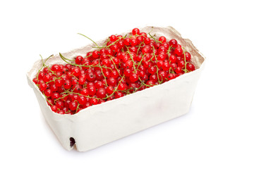 Red Currant
