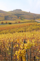 Fototapeta premium Vignobles de Turckheim