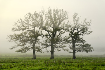 Obraz premium trio d'arbre