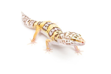 Obraz premium Bell Albino Leopard Gecko on a white background