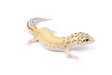 Eclipse Leopard Gecko on a white background