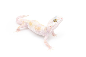 Phantom Leopard Gecko on a white background