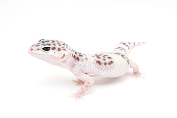 TUG Hypo Leopard Gecko on a white background