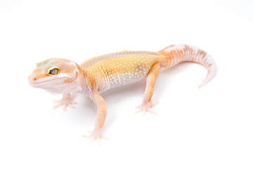 Tangerine Tremper Albino Reverse Stripe Leopard Gecko on a white