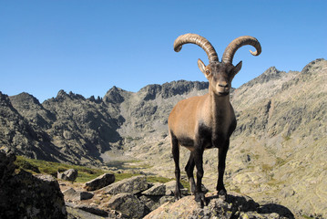 Macho montés y Gredos