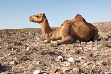Photo sur Plexiglas Chameau Chameau dans un désert