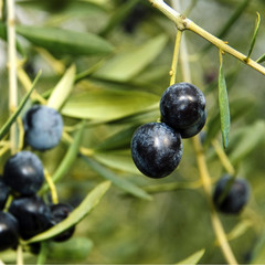 aceitunas