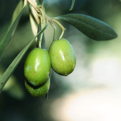 olivas