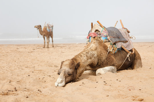 Camels in beach