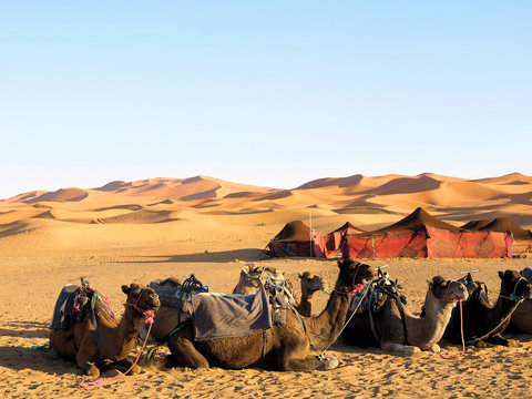 Camele in der W&uuml;ste - Camel Desert Sand