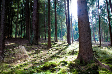 Fototapeta premium misty forest