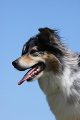 Australian Shepherd