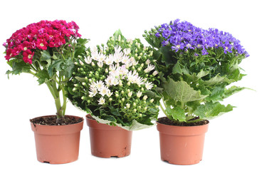 Three Cineraria