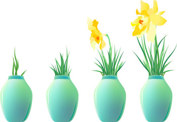 Yellow daffodills in ceramic jars