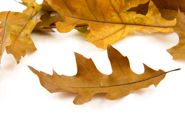 some autumn leaves over white background