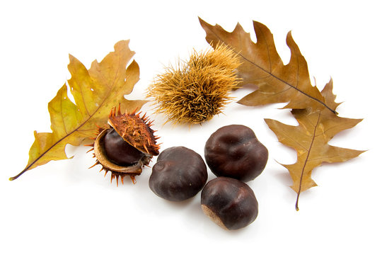 Autumn scene with leaves and chestnut over white background