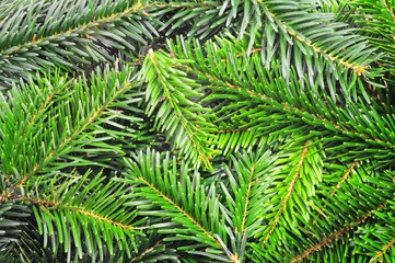 green fir