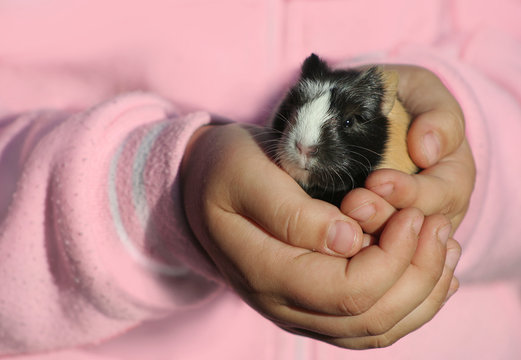 Kinderh&auml;nde halten behutsam Meerschweinchen Jungtier