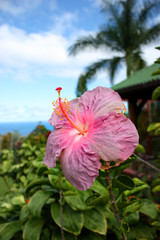 Hibiskus © Kenike Mana'o
