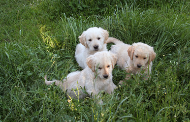 Drei Golden Retriever Welpen sitzen im Gras