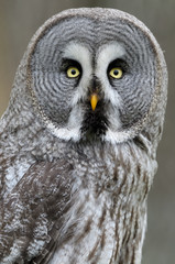 Owl Lapland