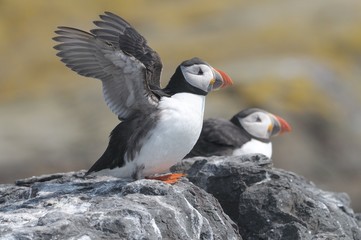 puffin scotland