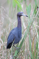 Fototapeta premium Little Blue Heron