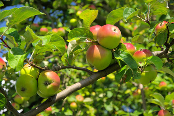 Apfel am Baum - apple on tree 109