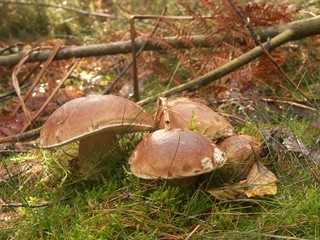cèpes de Bordeaux en mileu naturel