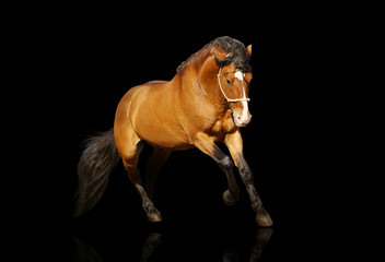 beautiful stallion galloping