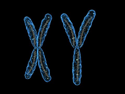 XY - Chromosome