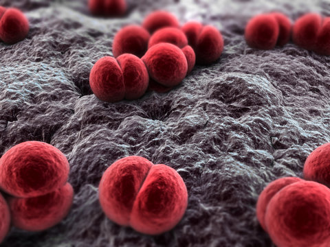 Meningococcus - Bakterien